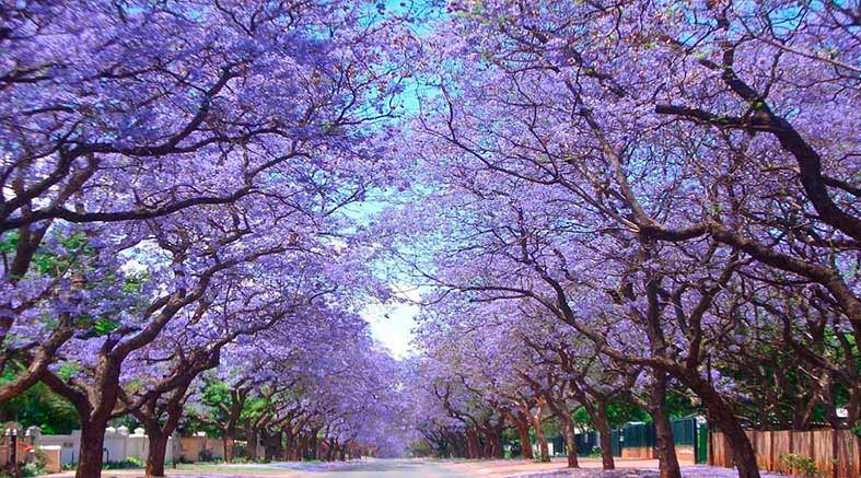 jacarandas